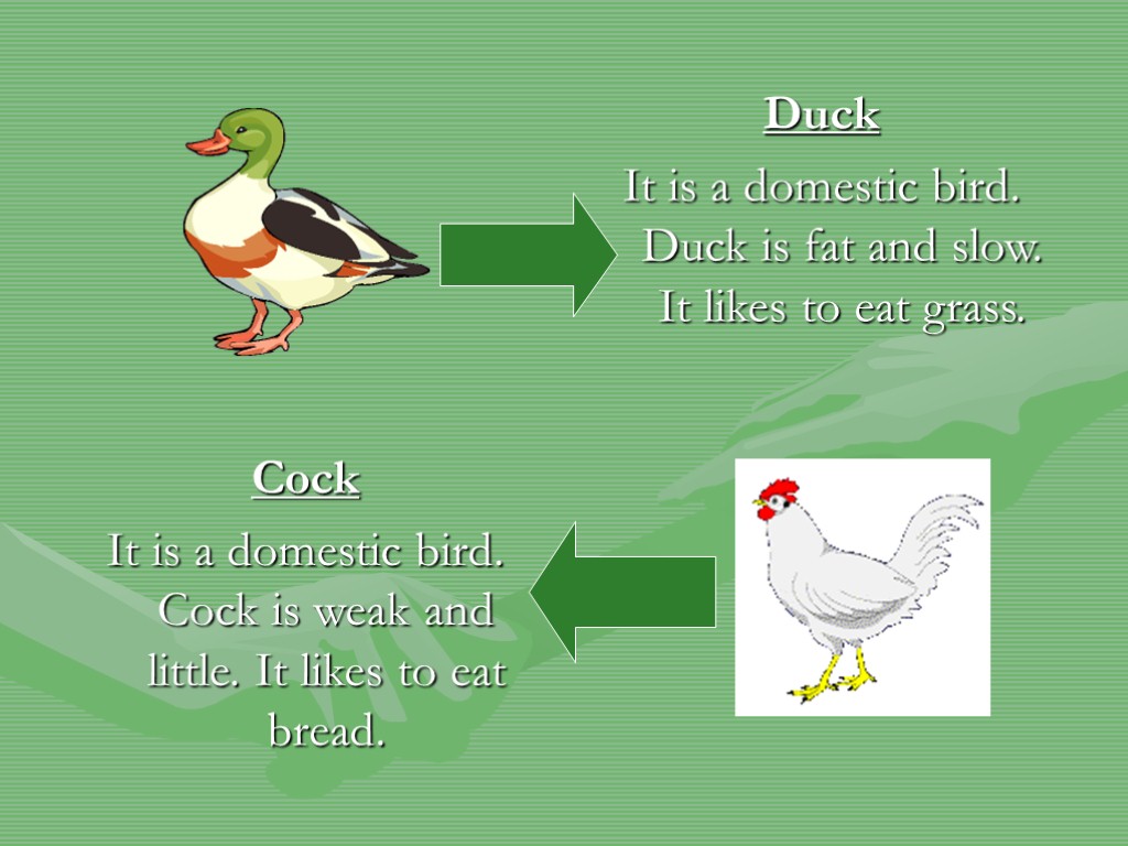 Duck It is a domestic bird. Duck is fat and slow. It likes to